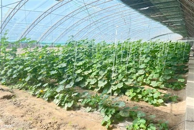 Fina dugotrajna folija za smanjenje pada protoka za krastavac